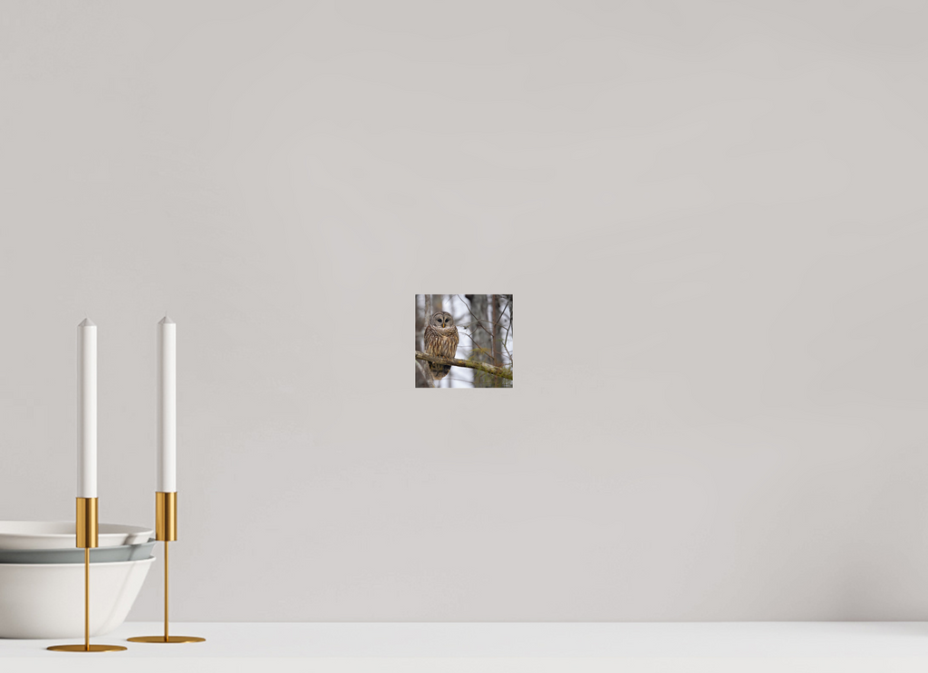 4.2 x 4″, Photo Print Under Acrylic Glass Barred Owl on acrylic glass