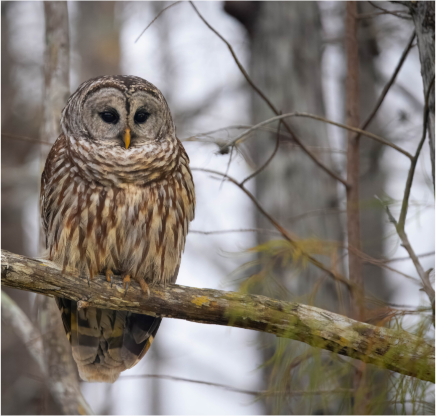 Main image Barred Owl on acrylic glass
