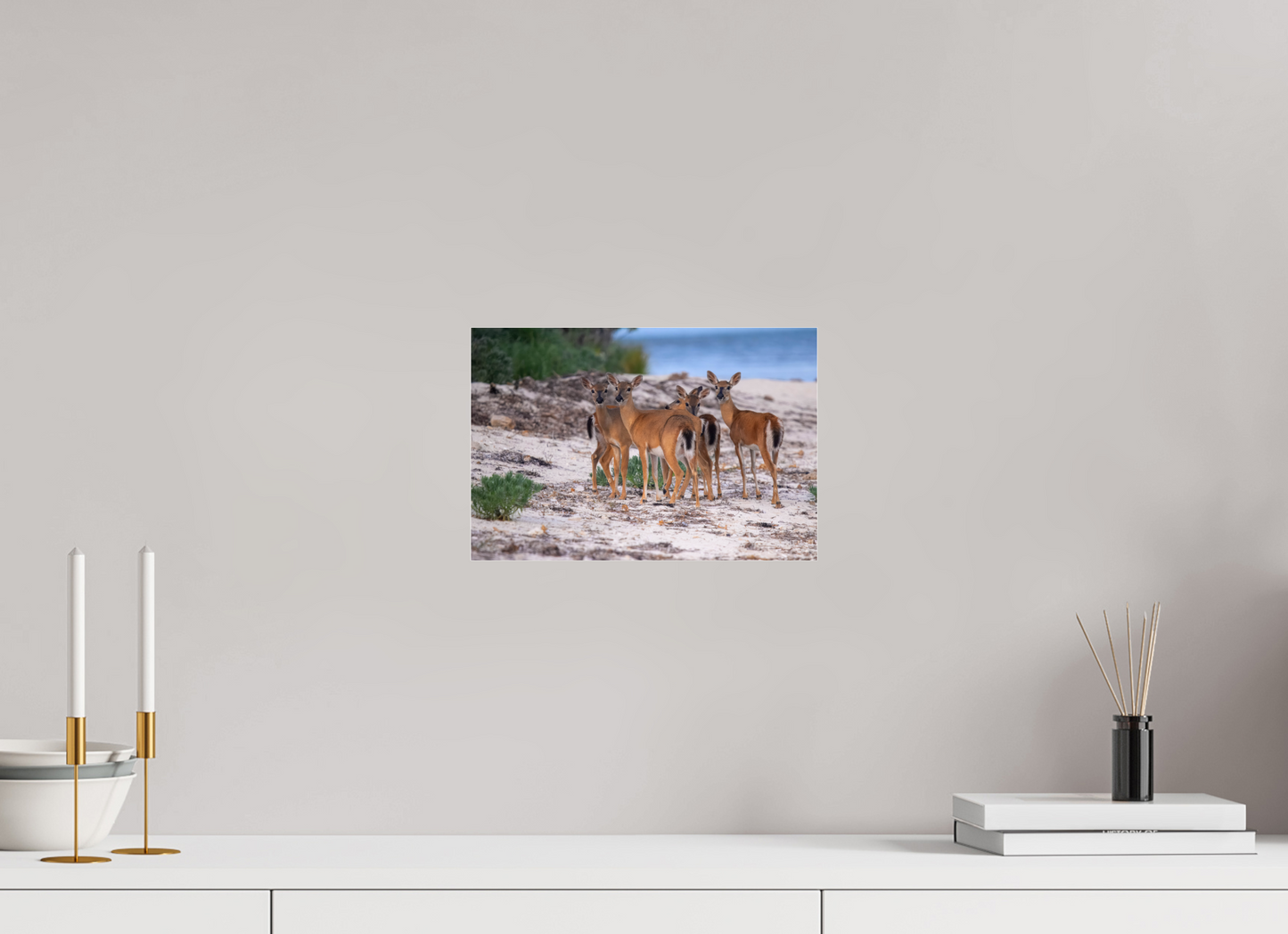 11.9 x 8″, Photo Print Under Acrylic Glass Key deer on acrylic glass