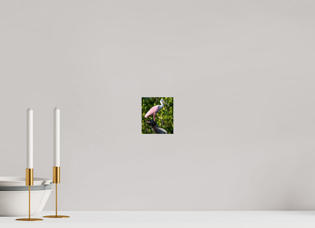 Roseate Spoonbill on Acrylic Glass